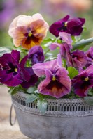 Pansy 'Matrix Rose Fire' in a large shallow zinc lattice topped container