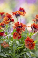 Erysimum 'Spring Breeze Copper' - wallflower