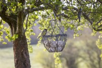 Hanging basket fat ball bird feeder  - with Great tit