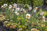 Narcissus 'Precocious' interplanted with Polyanthus 'Stella Champagne' F1.