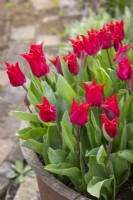 Tulipa 'Pretty Woman' in a pot