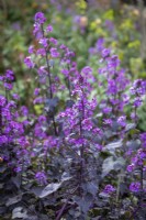 Lunaria annua 'Chedglow' - purple leaved honesty