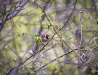 Goldfinch in spring