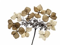 Close up of Hydrangea Flower Skeletons in spring