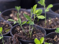 Lathyrus odoratus - sweet pea seedlings  February 