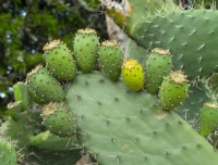 Opuntia stricta Prickly pear South Africa (non native)