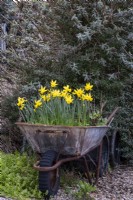 Old recycled wheel barrow used as a spring container, filled with daffodils
