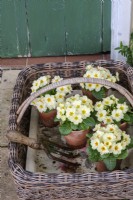 Trug filled with small terracotta pots of primrose in spring