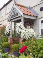White petunias in hanging baskets, buxus balls in containers and tutsan in cottage porch