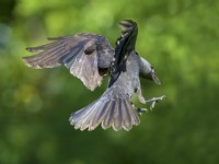 Corvus monedula - Jackdaw taking flight