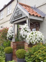 White petunias in hanging baskets, buxus balls in containers and tutsan in cottage porch