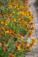 Erysimum cheiri 'Sunset Orange' (Sunset Series) lining a brick path