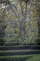 Grass terraces beneath autumnal Plane Tree, Platanus x hispanica