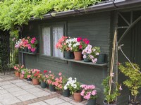 Potted Pelargoniums displayed ouside garden summerhouse