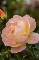 Rosa 'The Lark Ascending' - Ausursula - rose - August