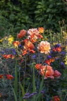 Rosa 'Doris Tysterman' - rose  - with crocosmia and blue-flowered perennial - August.