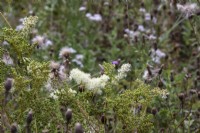 Filipendula ulmaria - meadowsweet - August