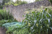 Brassicas under protective netting growing alongside sweetcorn at The Manor, Little Compton.