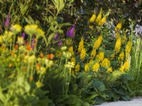 Ligularia 'Little Rocket', RHS Iconic Horticultural Hero Garden, Designer: Carol Klein, RHS Hampton Court Palace Garden Festival 2023
