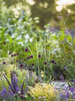 Allium sphaerocephalon and Eucomis foliage, RHS Iconic Horticultural Hero Garden, Designer: Carol Klein, RHS Hampton Court Palace Garden Festival 
