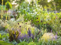 Allium sphaerocephalon and Eucomis foliage, RHS Iconic Horticultural Hero Garden, Designer: Carol Klein, RHS Hampton Court Palace Garden Festival 