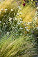 Galactites tomentosa 'Alba' and Stipa tenuissima and in drought tolerant bed. RHS Iconic Horticultural Hero Garden, Designer: Carol Klein, RHS Hampton Court Palace Garden Festival 2023