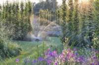 Automatic sprinklers placed in front of a hedge of Carpinus betulus 'Lucas' water the lawn on a summer evening