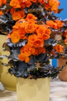 Begonia 'Mocca Orange'