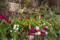 The long West Border at Trench Hill, Gloucestershire, planted with pink, white and purple tulips.