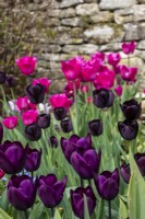 Tulipa 'Paul 'Scherer' - tulip - April