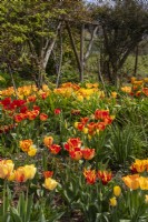 Orange, yellow and red tulips in a spring display at Trench Hill, Gloucestershire.