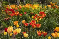 A spring display of mixed yellow, orange and red tulips at Trench Hill, Gloucestershire.