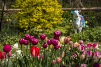 A display of mixed tulips in pink, purple and apricot at Trench Hill, Gloucestershire with sheep artwork in background.