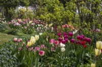 Tulips in pastel shades at Trench Hill, Gloucestershire.