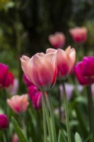 Pastel tulips at Trench Hill, Gloucestershire