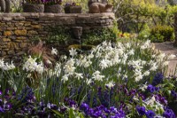 A spring container display in purple and white with violas, hyacinths and Narcissus 'Thalia' at Trench Hill, Gloucestershire.