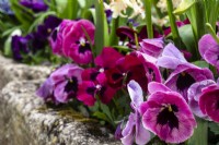 Pink pansies in a stone trough at Trench Hill, Gloucestershire