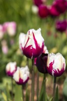 Tulipa 'World Friendship' - tulip - April