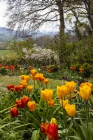 Yellow and red tulips at Trench Hill, Gloucestershire, with view to countryside.