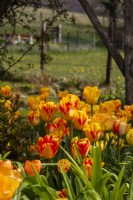 Tulipa 'Beauty of Spring' - tulip - April