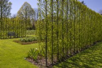 Hornbeam hedges Carpinus betulus 'Lucas'  April, Spring