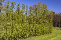 Hornbeam hedge Carpinus betulus 'Lucas' April, Spring