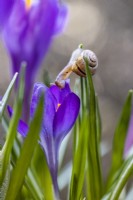 A snail feasting on a crocus petals