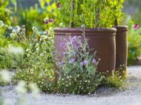 Galactites tomentosa and Erigeron karvinskianus 'Stallone' in front of the ceramic container.