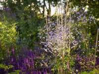 Thalictrum 'Splendide' and Salvia nemerosa  'Caradonna' in RHS Iconic Horticultural Hero Garden, Designer: Carol Klein, RHS Hampton Court Palace
