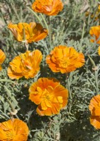 Eschscholzia californica Orange Double, summer August