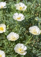 Eschscholzia californica White Double, summer August