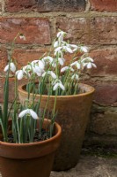 Snowdrops in terracotta pots against a reclaimed brick wall.