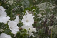 Malva moschata alba - white musk mallow - summer -