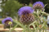 Bumble bee on cynara cardunculus - Cardoon - summer
